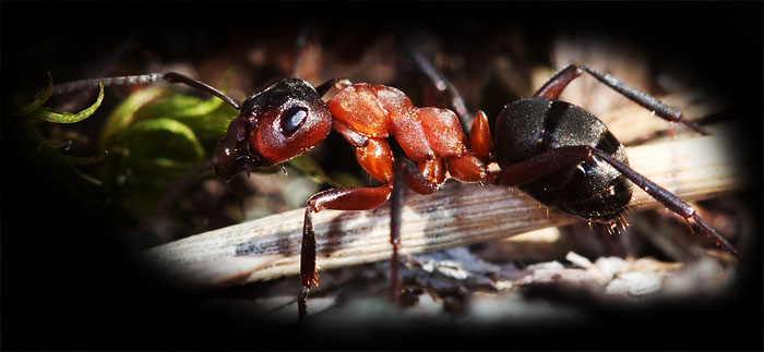 Närbild på myra