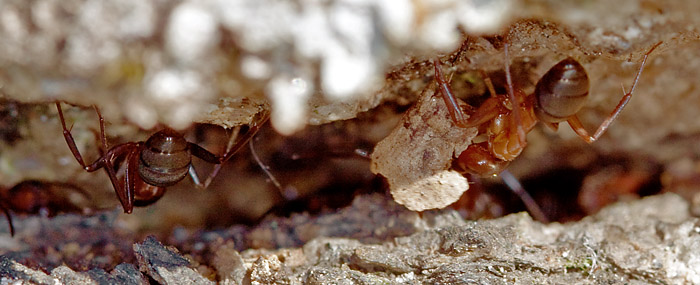 Myror på väg in i stacken